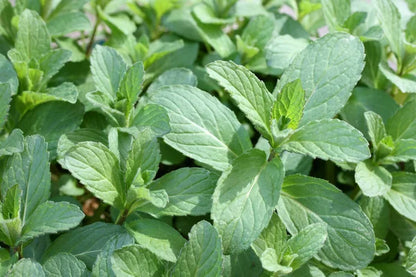Spearmint leaf (Egypt) Organic cut and sifted