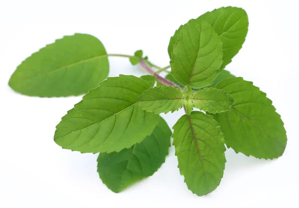 Tulsi Leaf cut and sifted