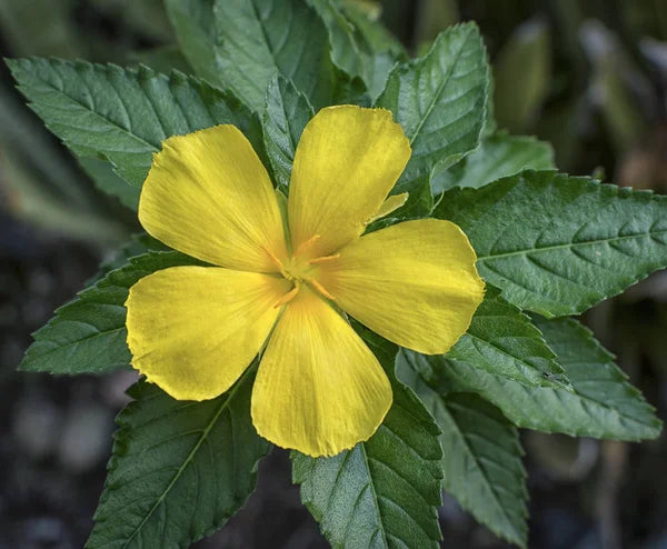 Damiana Leaf Cut & Sifted