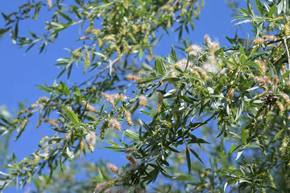 White Willow Bark Cut Wild crafted