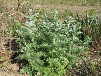 Wormwood Herb Cut