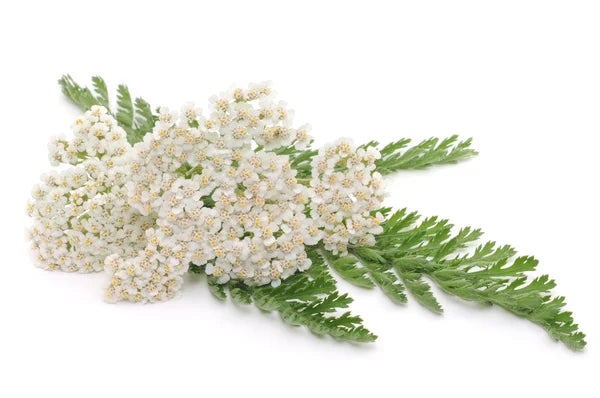 Yarrow Flower Cut & Sifted, Organic